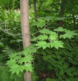 Acer pseudosieboldianum
