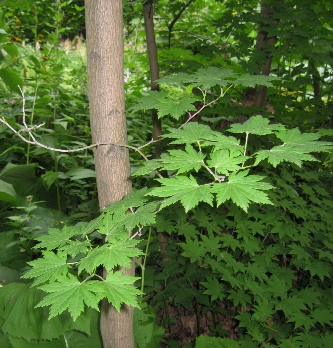 Image of Acer pseudosieboldianum specimen.
