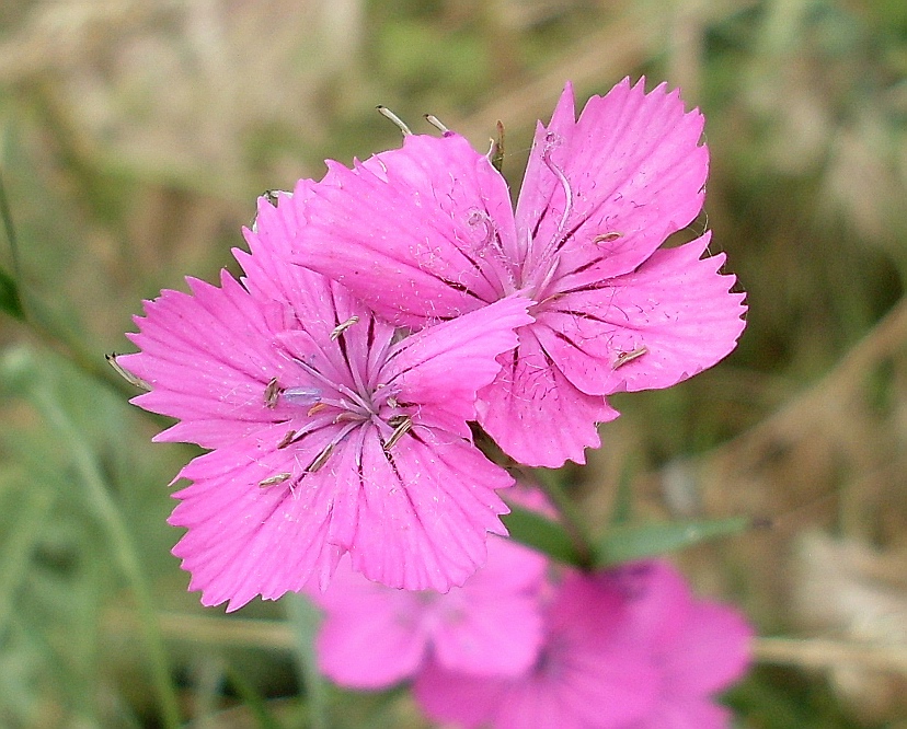 Изображение особи Dianthus capitellatus.