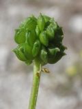 Ranunculus sardous. Плод. Крым, предгорья, окр. с. Терновка. 5 августа 2011 г.