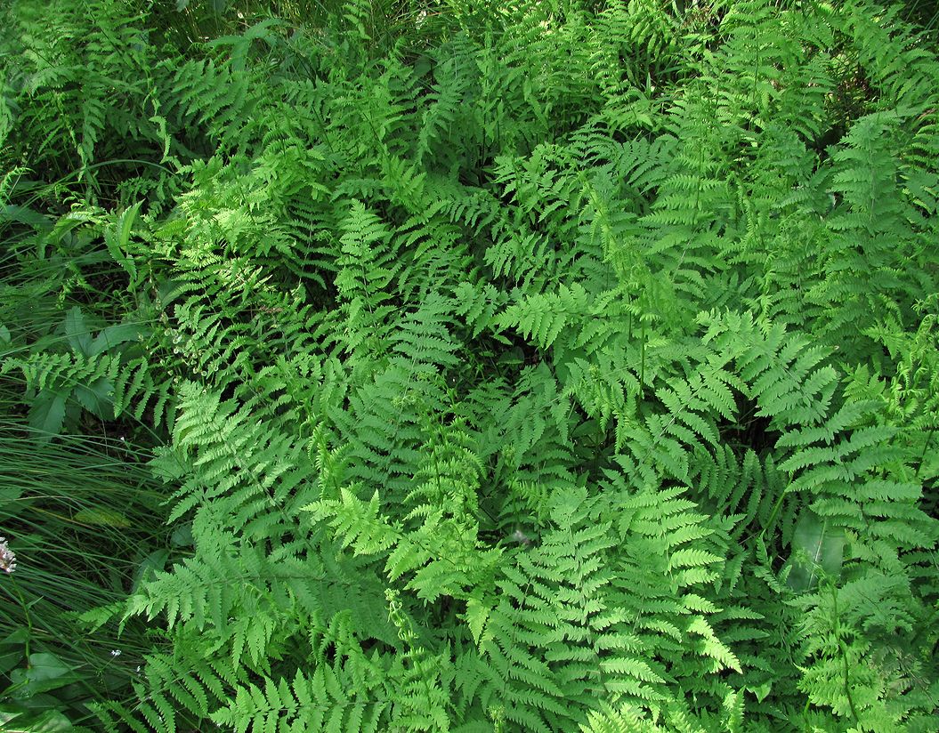 Image of Thelypteris palustris specimen.