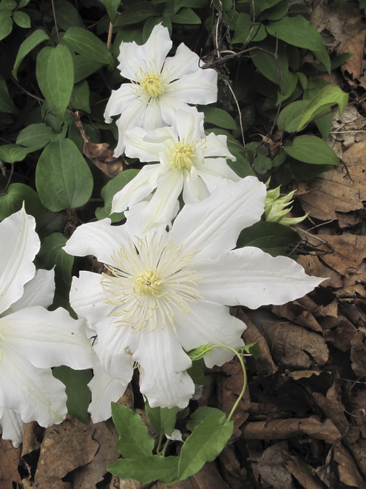 Image of Clematis × jackmanii specimen.