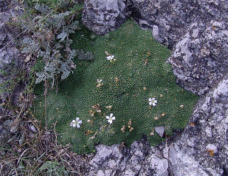 Изображение особи Gypsophila imbricata.