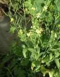 Brassica campestris