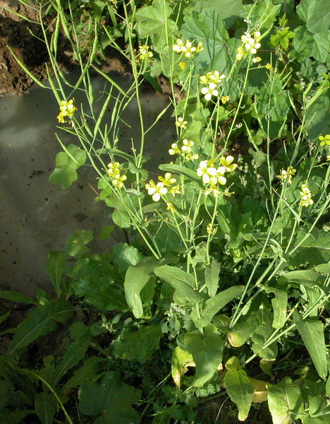 Изображение особи Brassica campestris.