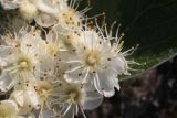 Sorbus taurica