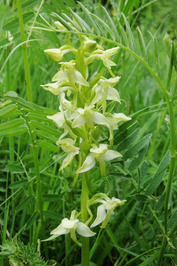 Image of Platanthera chlorantha specimen.