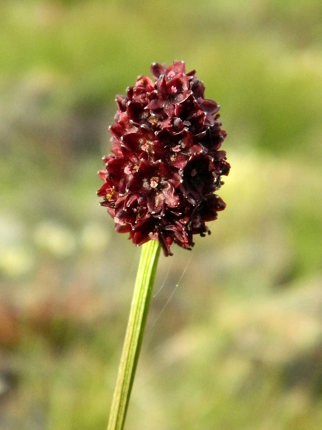 Image of Sanguisorba officinalis specimen.