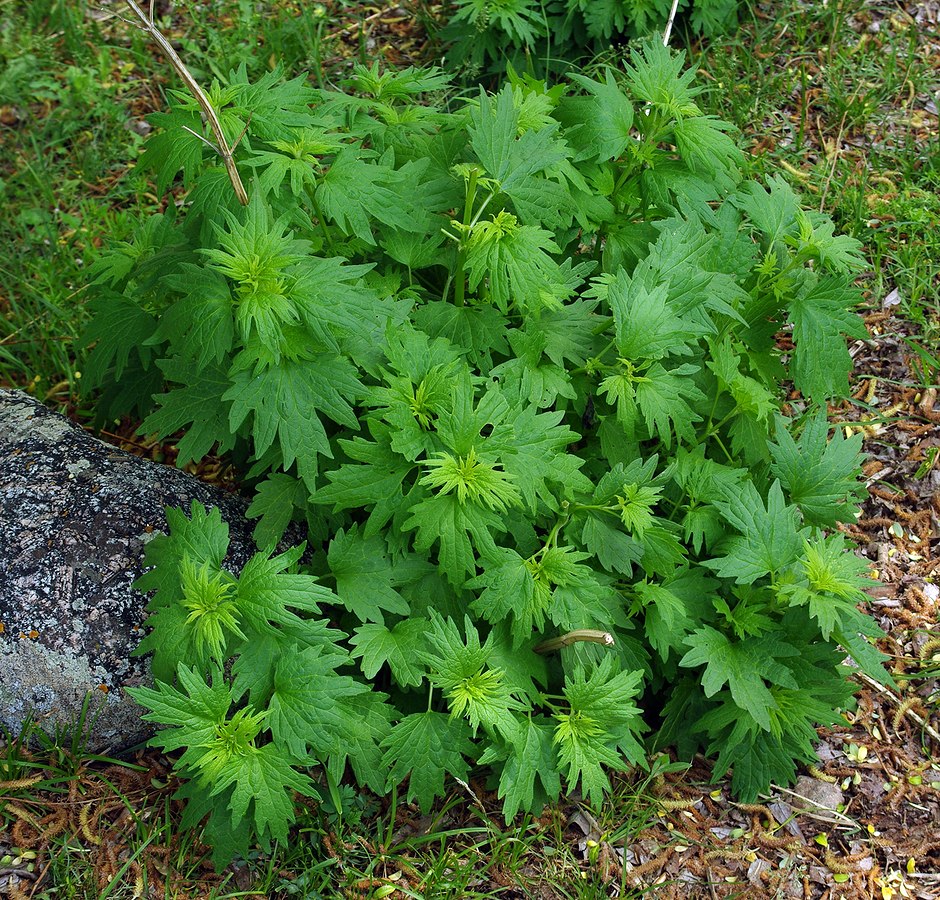 Изображение особи Leonurus turkestanicus.