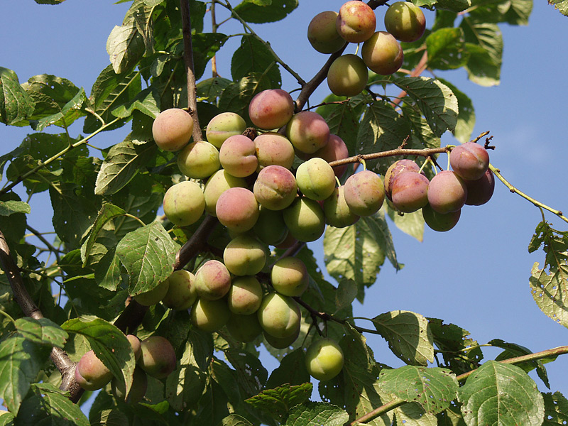 Изображение особи Prunus domestica.