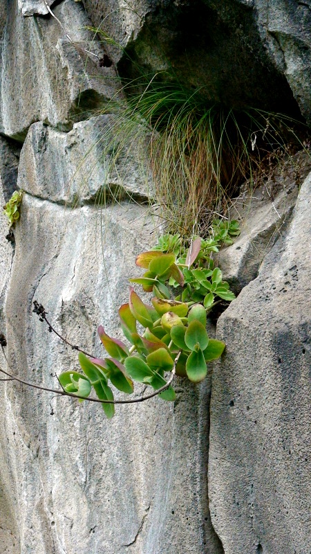 Изображение особи Hylotelephium caucasicum.