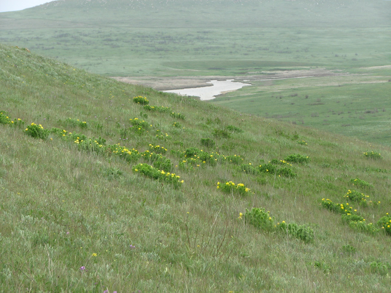 Image of Adonis vernalis specimen.