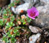 Saxifraga asiatica. Цветущее растение. Забайкалье, хребет Кодар. Конец июля-начало августа.