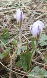 Crocus reticulatus