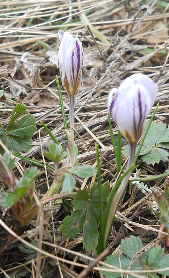 Image of Crocus reticulatus specimen.