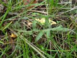 Crepis rhoeadifolia