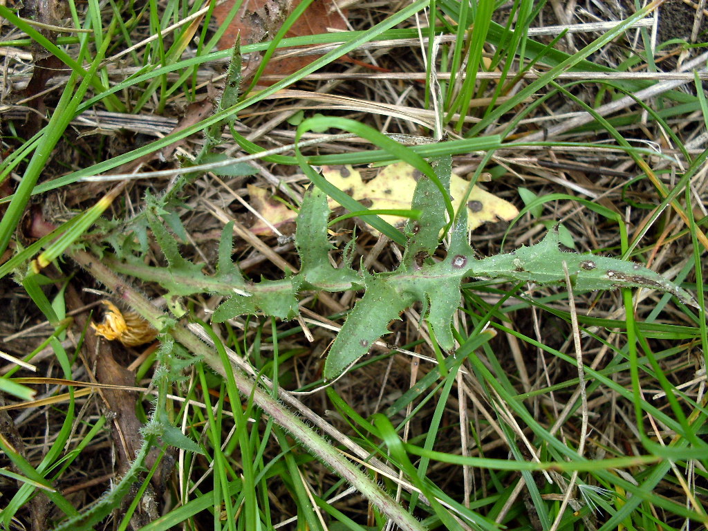 Image of Crepis rhoeadifolia specimen.