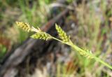 Carex canescens