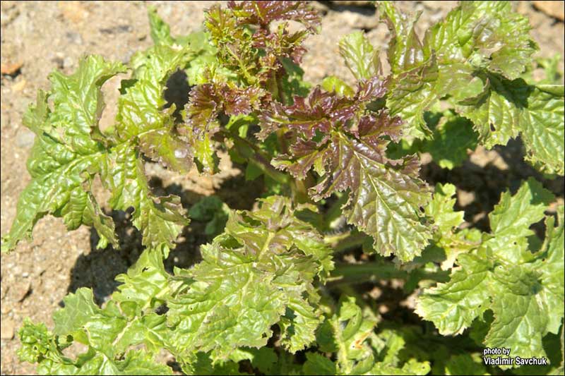 Image of Crambe koktebelica specimen.