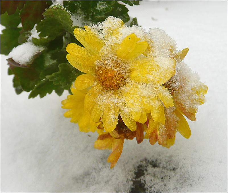 Image of Chrysanthemum indicum specimen.
