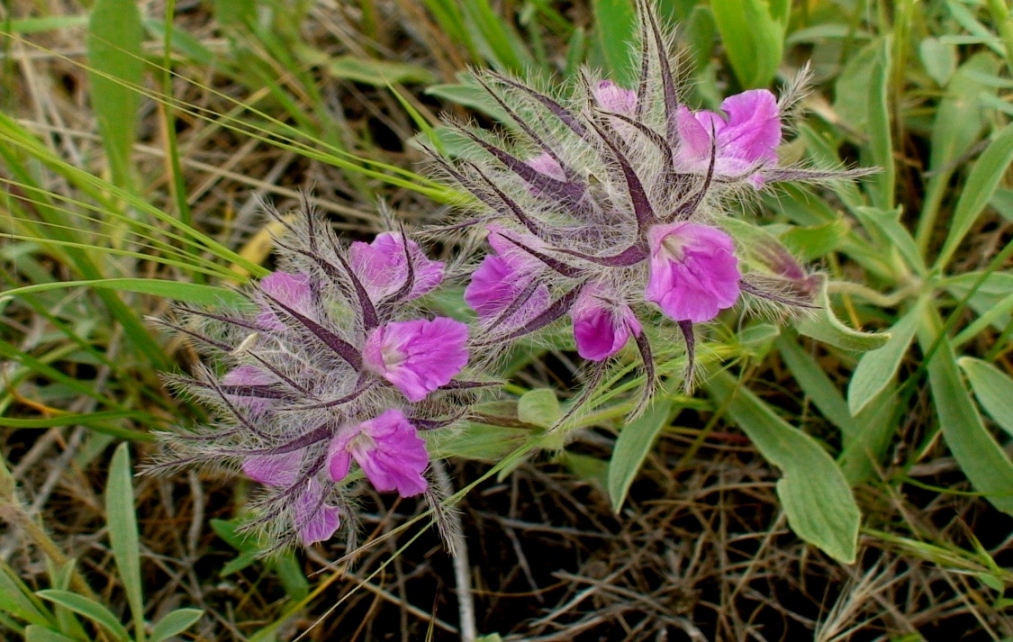Image of Stachys lavandulifolia specimen.