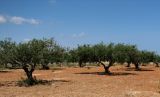 Olea europaea
