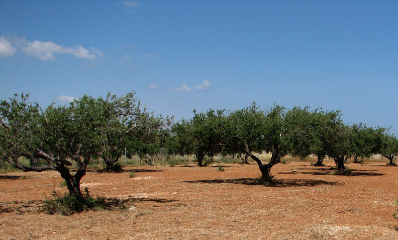 Изображение особи Olea europaea.