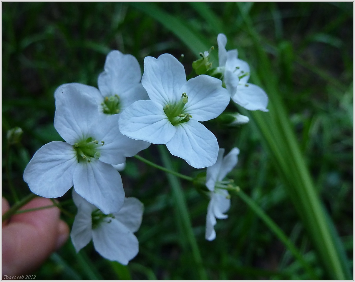 Изображение особи Cardamine dentata.