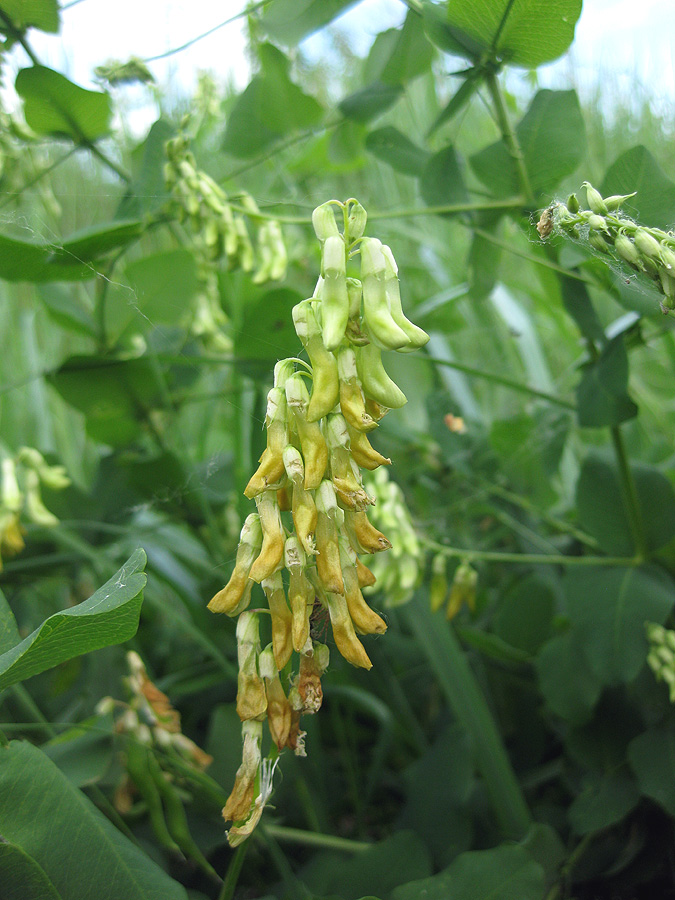 Image of Vicia pisiformis specimen.