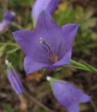 Campanula subspecies hispanica