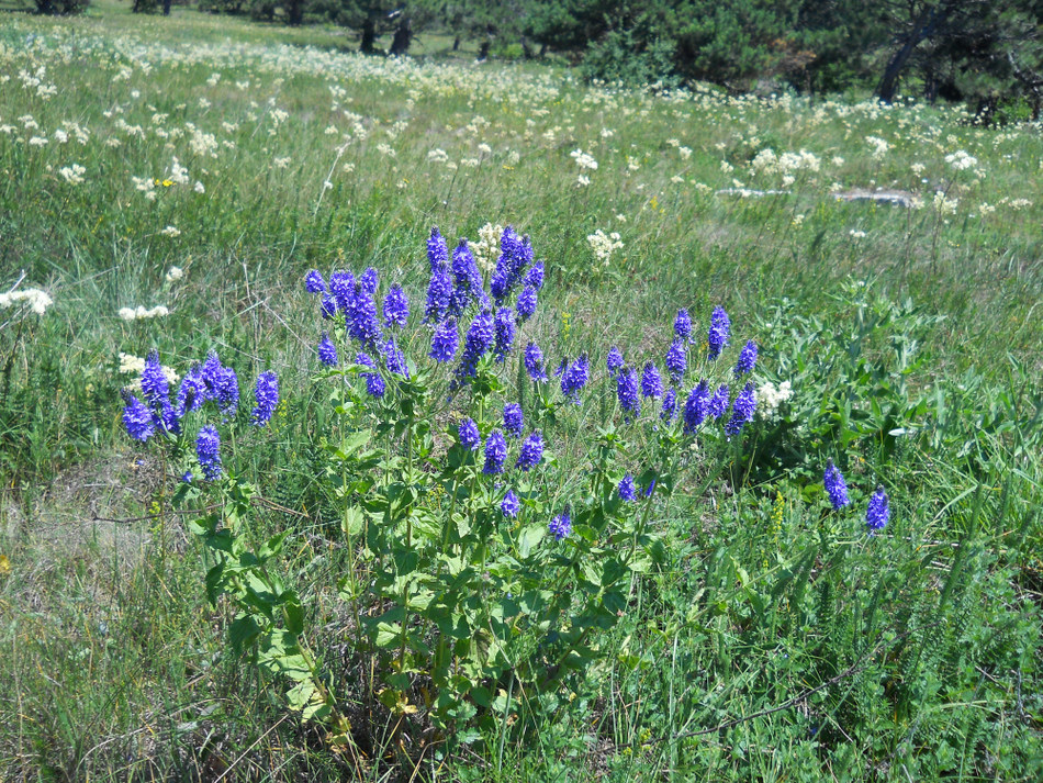 Изображение особи Veronica teucrium.