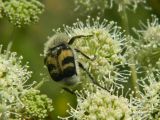 Angelica sylvestris