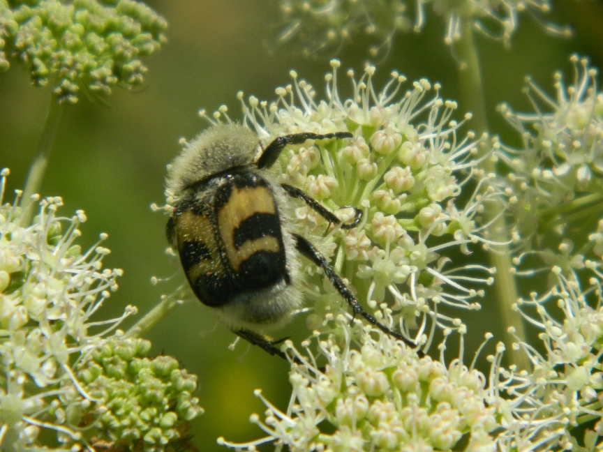 Изображение особи Angelica sylvestris.