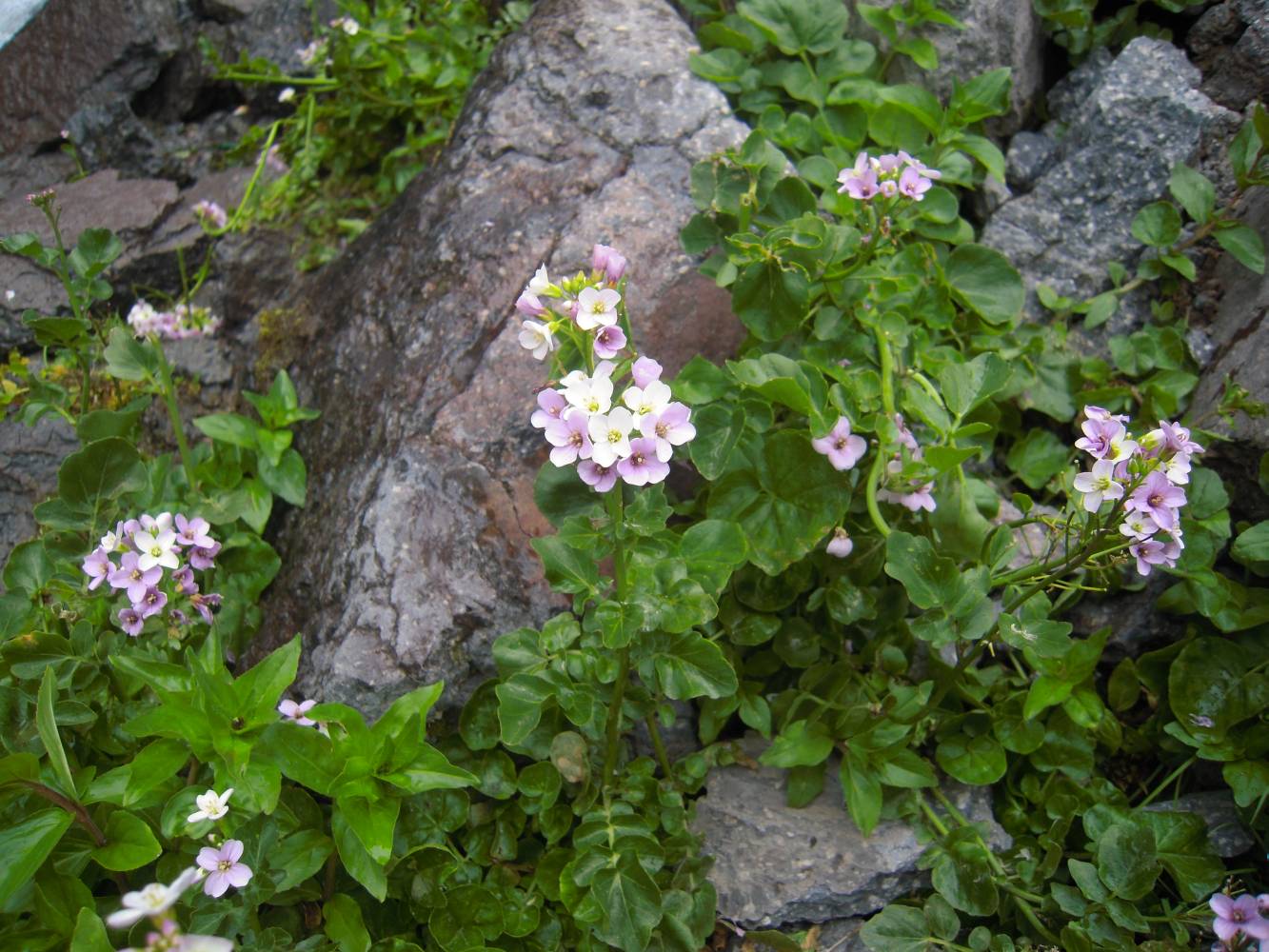 Изображение особи Cardamine seidlitziana.