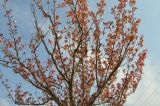 Prunus serrulata var. lannesiana