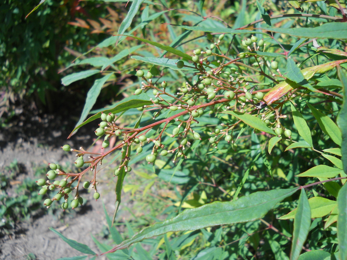 Изображение особи Nandina domestica.