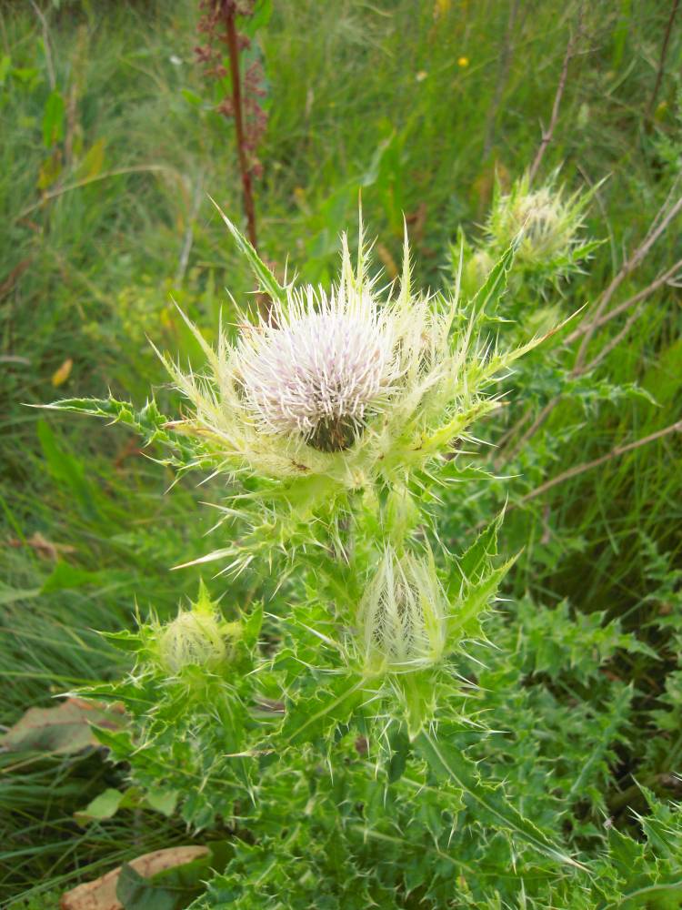 Изображение особи Cirsium obvallatum.