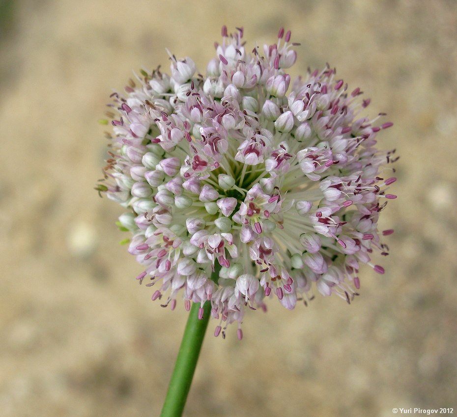 Image of Allium turkestanicum specimen.