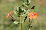 Anagallis arvensis