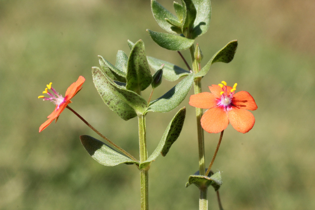 Изображение особи Anagallis arvensis.