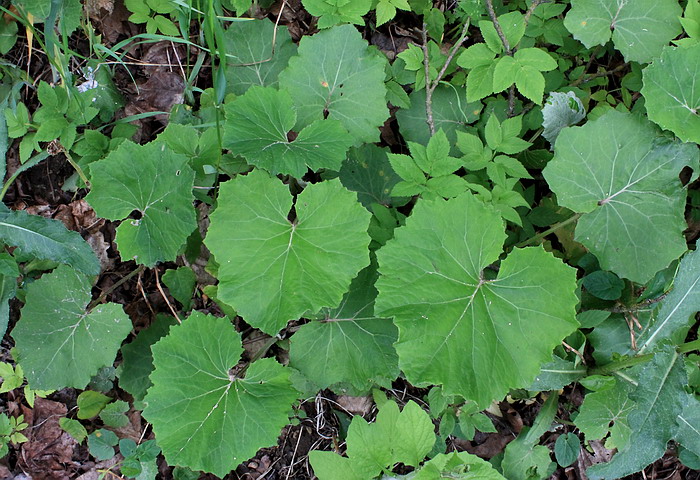 Image of Tussilago farfara specimen.