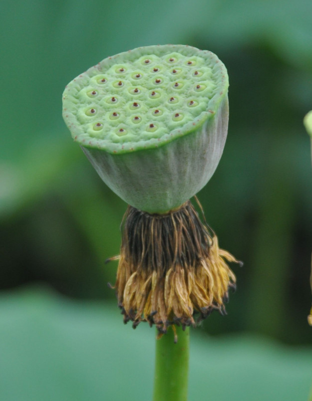 Изображение особи Nelumbo komarovii.