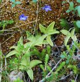 Pinguicula vulgaris. Цветущие растения. Норвегия, Люсе-фьорд, Прекестулен. 02.07.2008.