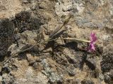 Dianthus brachyodontus. Соцветие. Азербайджан, Лерикский р-н, окр. пос. Госмальян. 18.09.2012.