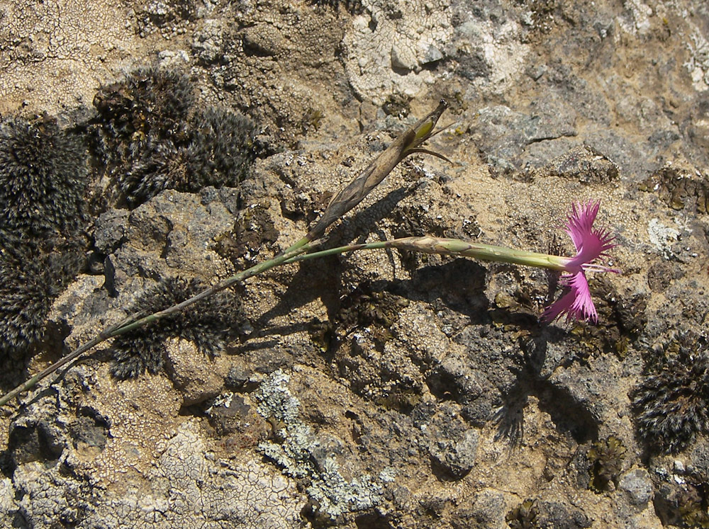 Изображение особи Dianthus brachyodontus.