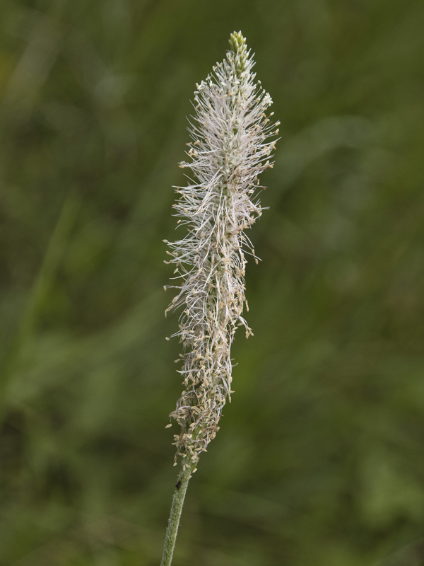 Image of Plantago urvillei specimen.