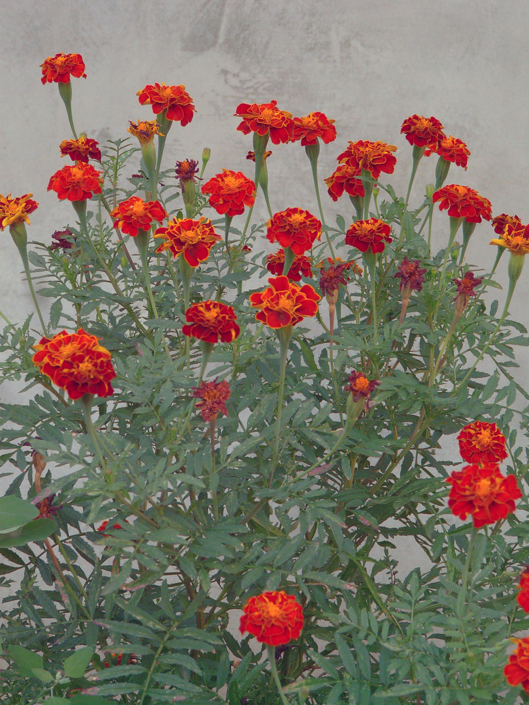 Изображение особи Tagetes patula.