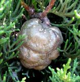 Image of taxon representative. Author is Владимир Папченков