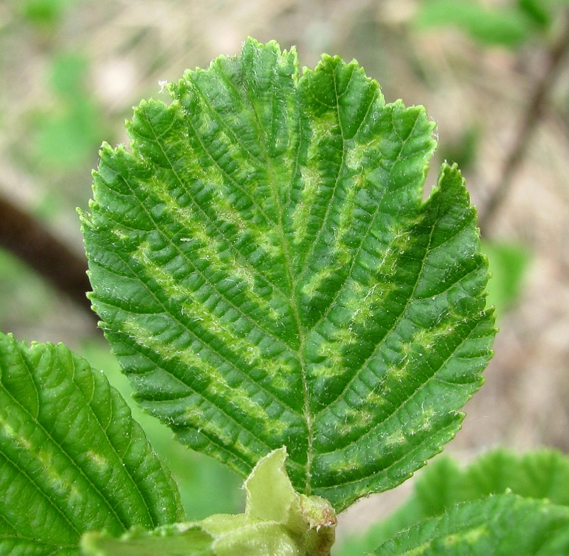 Image of Alnus × pubescens specimen.