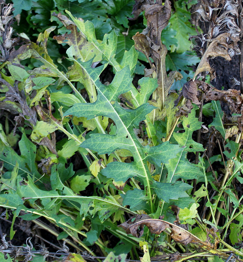 Изображение особи Acanthus hungaricus.